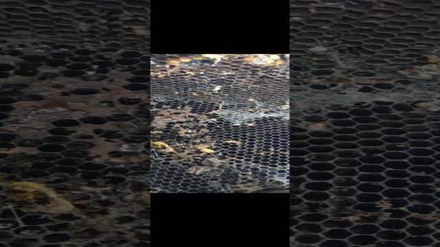 Правильный корм восковой огневки
