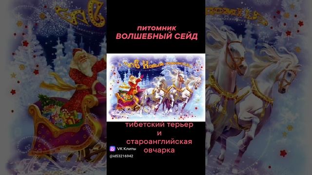 С Новым Годом! С Рождеством!
#тибетский_терьер_волшебный_сейд
#собака_друг_человека