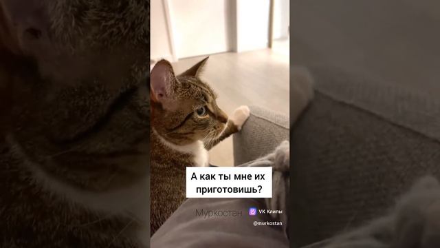 Корм подорожал .mp4
