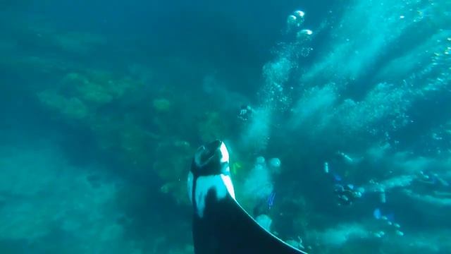 South Andaman Diving Trip : 2 Manta Rays With GoPro Hero 3+