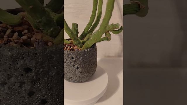 Monadenium ellenbeckii