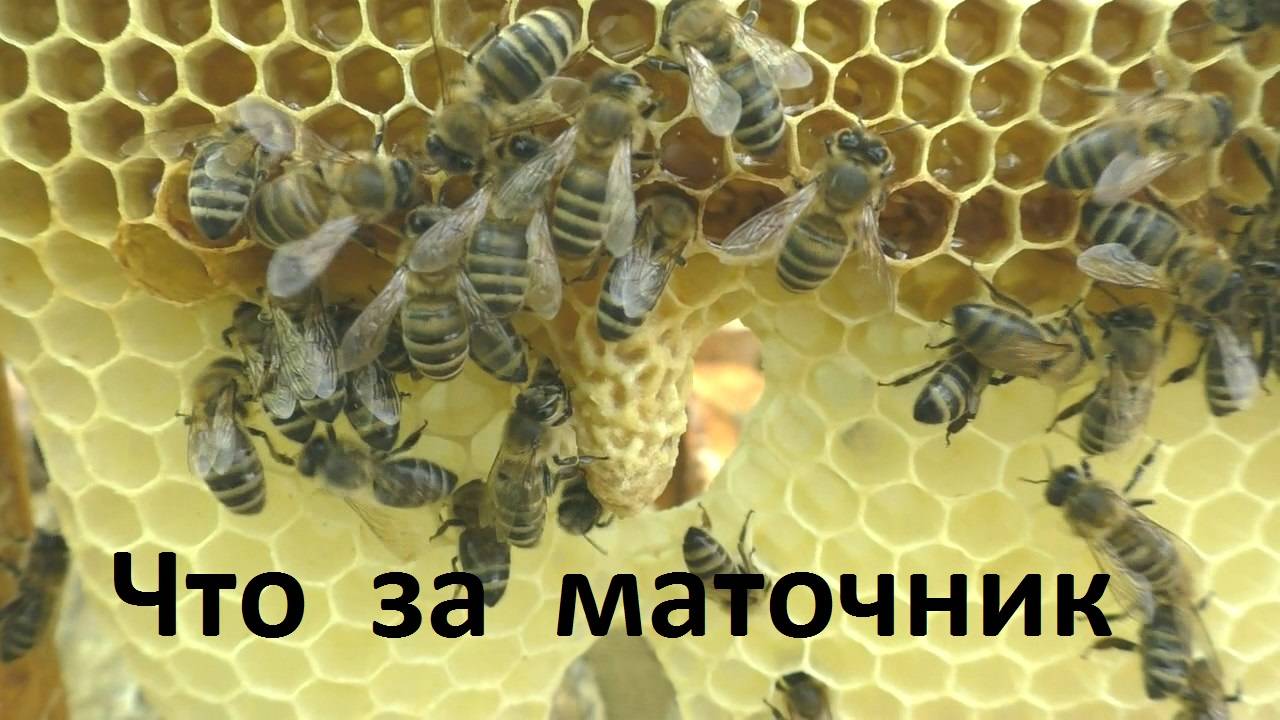 Определяем какой этот маточник