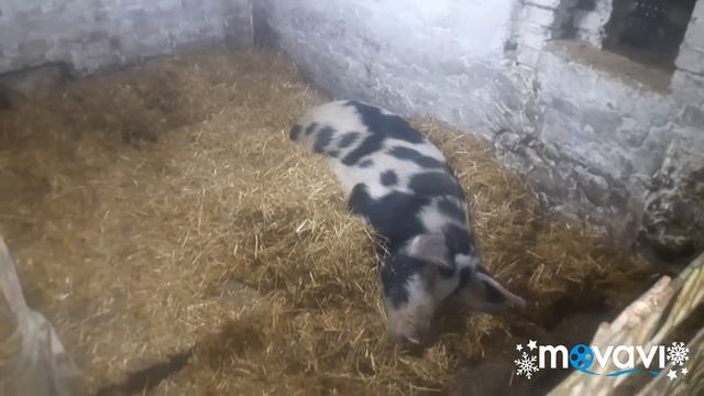 Что делает свинка без своих хрюшек?