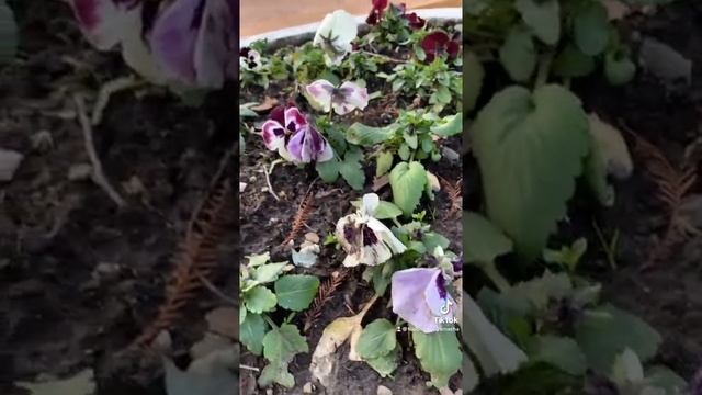 Цветущие клумбы в Сочи. Цветочные малыши в парке «Ривьера» #всочиумаши