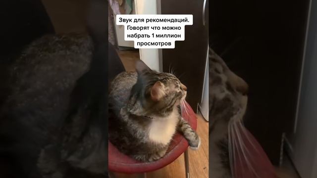 Котейка кайфует