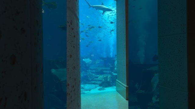 Аквариум The Lost Chambers 📍Atlantis, The Palm 🇦🇪 #МойДубай с Á la Carte Premium 🖤