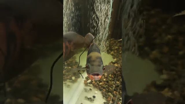 1000125716.mp4