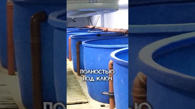 5 МИЛЛИОНОВ РУБЛЕЙ В ГОД НА ВЫРАЩИВАНИИ СОМА!