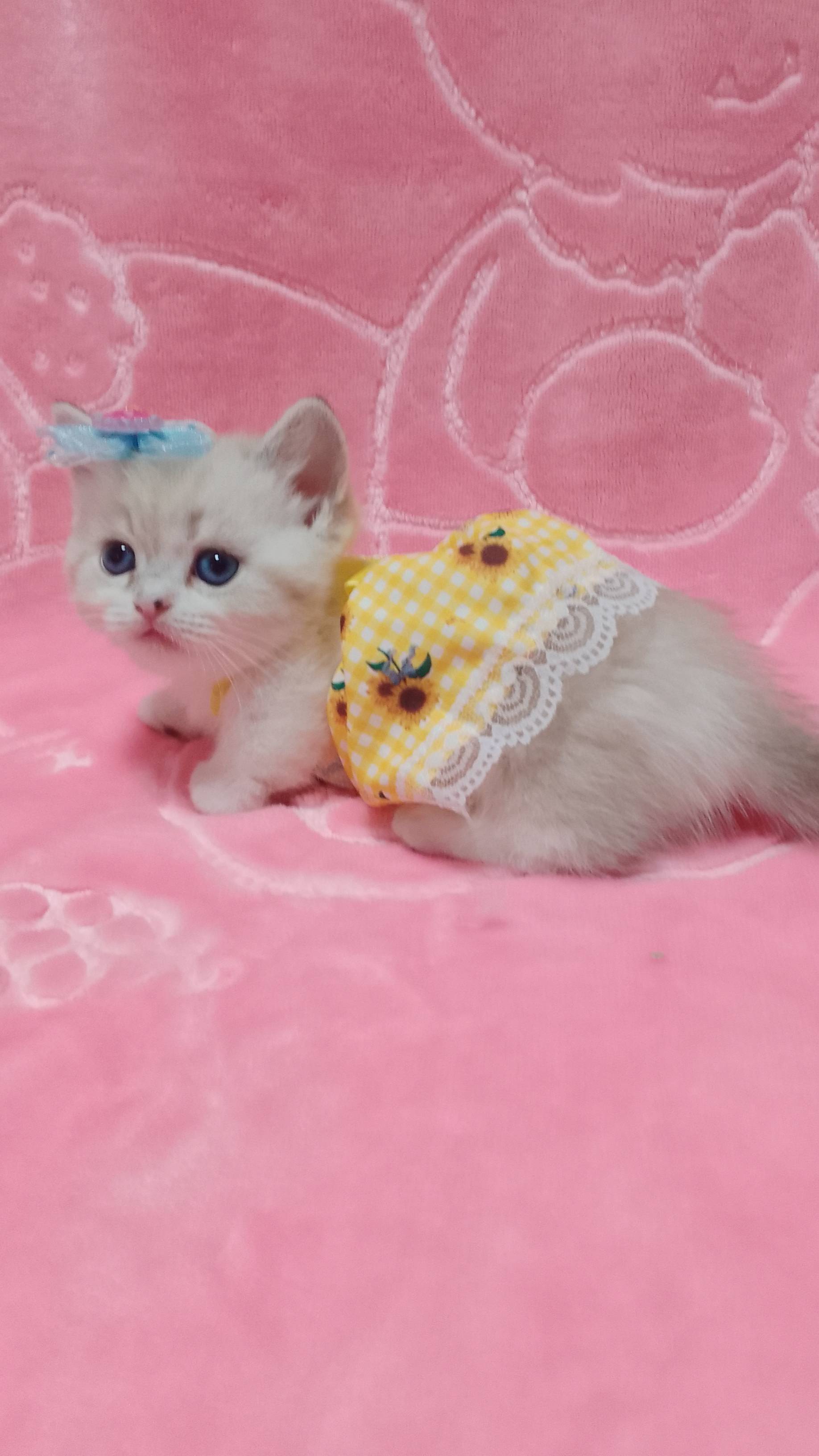 Синеглазая супер коротколапая малышка. 
Whatsapp +7 (978) 818-38-54