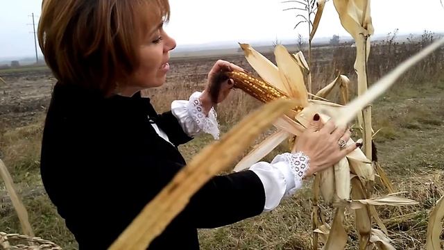 ФАРИДА КАЗИЕВА. СЮРПРИЗ. АЛЬБИНА.  РАСПЕЛАСЬ В ПОЛЕ. -  Съёмки Байдымат Кечеруковой 26.10.17.