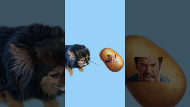 Шок!!! Кошка съела окрошку #shorts