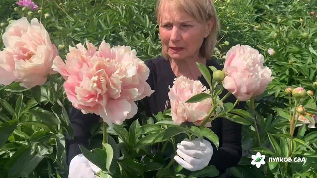 Pastelorama peony. Пастелорама пион. Пулков сад (2024 г)