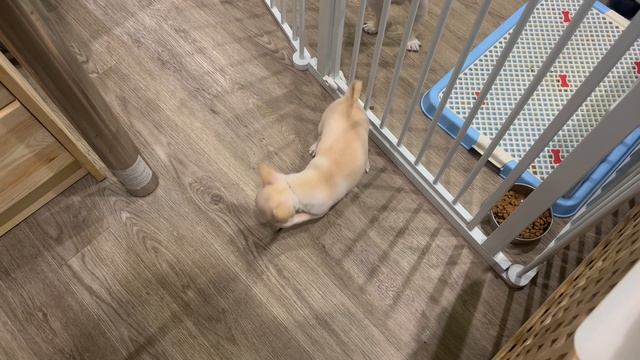 знакомство Толика с ринговкой