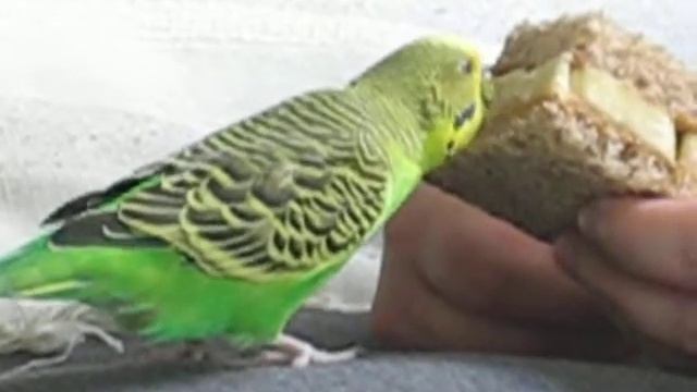 Zephyr Eating PB n Banana Sandwich