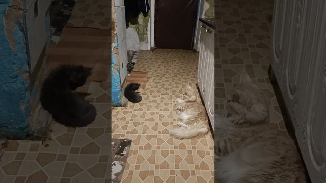мейн кун
