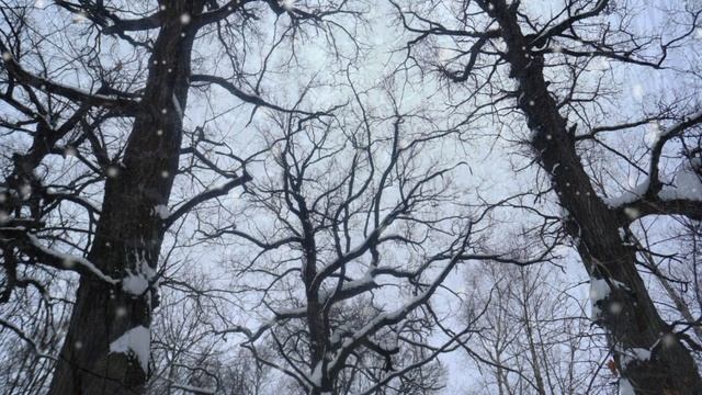 Январь (Ю.Ключарёва)