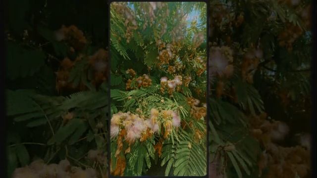 Заброшенное поместье самурая с духом хэнгэ и гусями