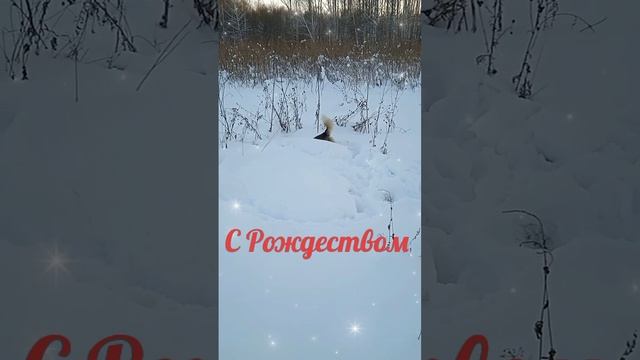 С Рождеством