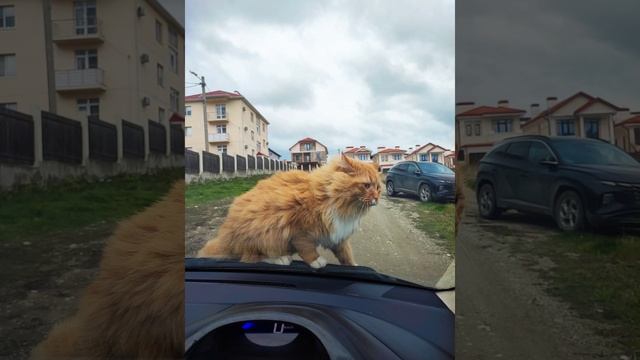 Кот Руслан и ветер