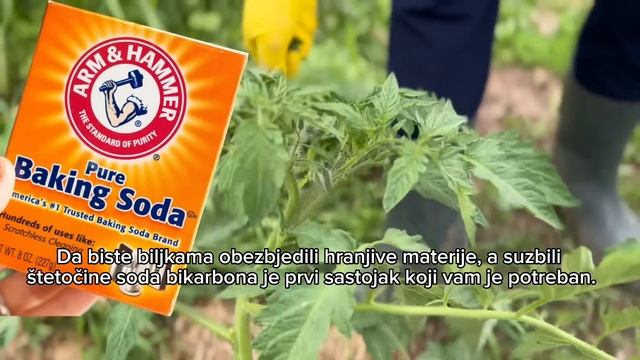 SODA BIKARBONA - Najjača i najefikasnija prihrana za biljke! Velika berba do zime