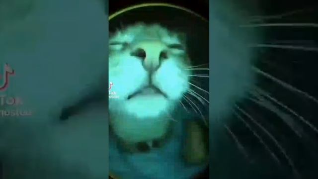 денс кот