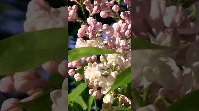 Расцветает сирень фиолетово. Дмитрий Шлапак