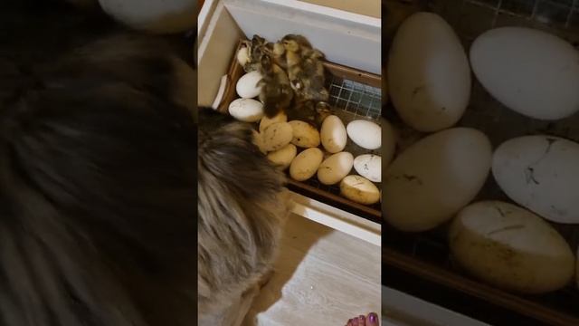 Батоша  следит за инкубатором