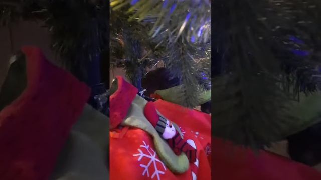Кисундра Ола и новогодняя елочка