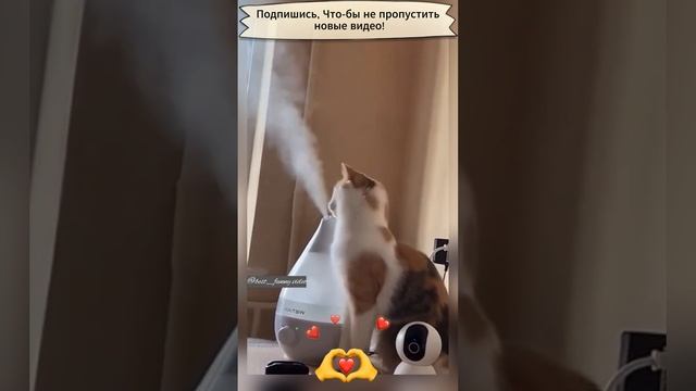 Приколы с животными
