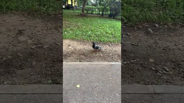 Просто Голубь