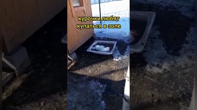 купаются в золе