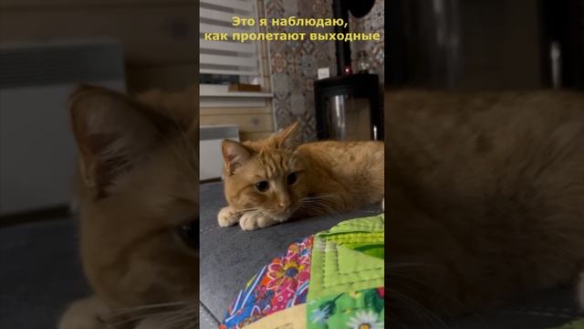 Как быстро пролетают праздники🎄🏎😿 #кот #котик #смешныеживотные #праздник #котикгрустный