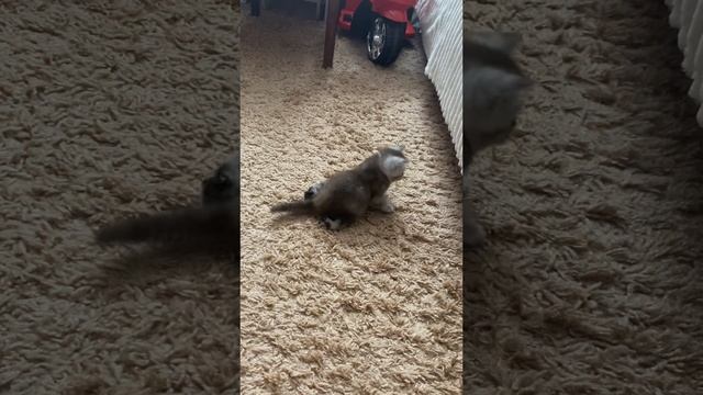 Котенок-инвалид