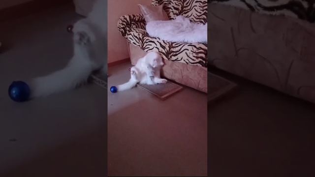 Зефир играет с носочками #shorts #interesting #турецкаяангора #кот #cat