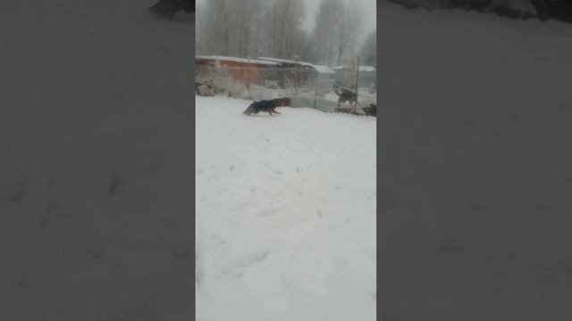зимушка