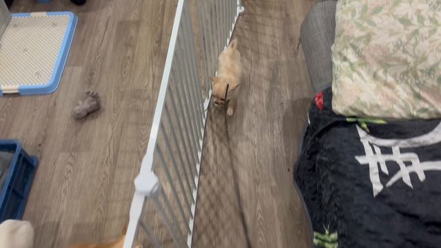первое знакомство с ринговкой у Челси