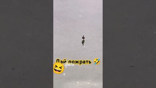 Дай пожрать спокойно🤣