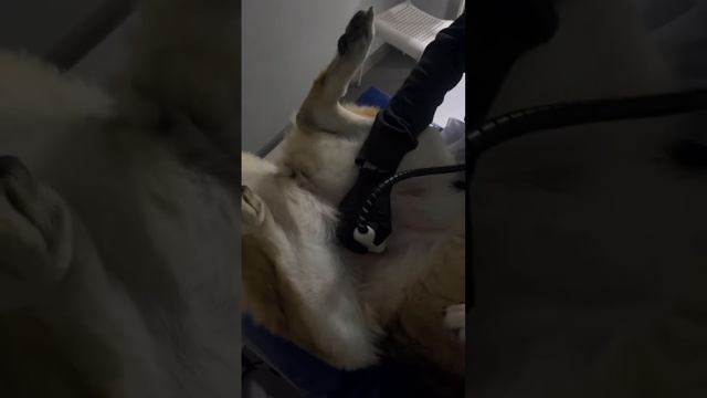 Баста и бандит