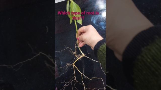 PSEB || SCIENCE || TYPES OF ROOTS || Which type of root is this? #science @playwithscience3588