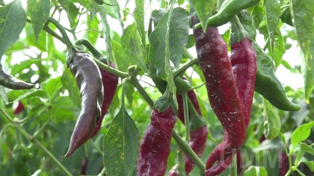 A fajszi paprika és a hidegen sajtolt olajok titkai a SIRHA kiállításon