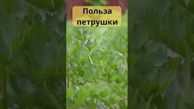 Польза петрушки