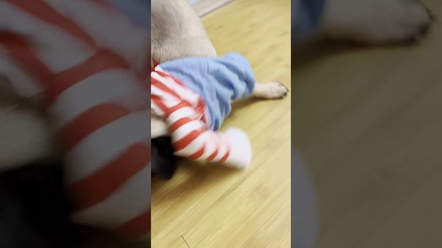 #мопс #калыван #мопскалыван #собакаводежде #юмор #приколы #рекомендации