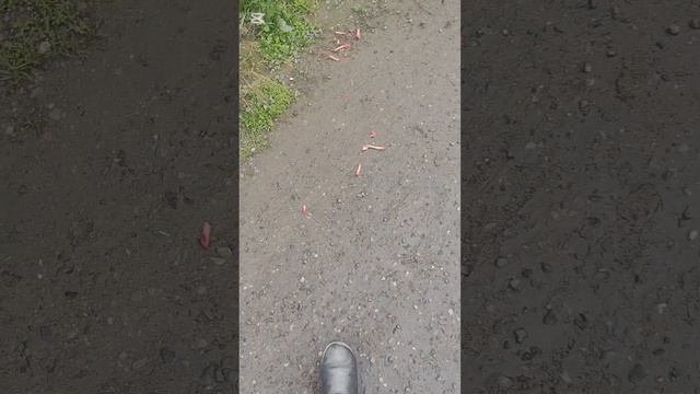 Как уличные собаки грызут трубчатые кости
