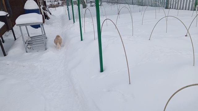 на прогулке с Мирой.