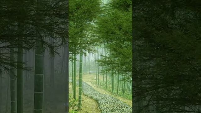 Нежная лечебная музыка здоровья и для успокоения нервной системы, глубокого релакса ! Скажи Жизни Да