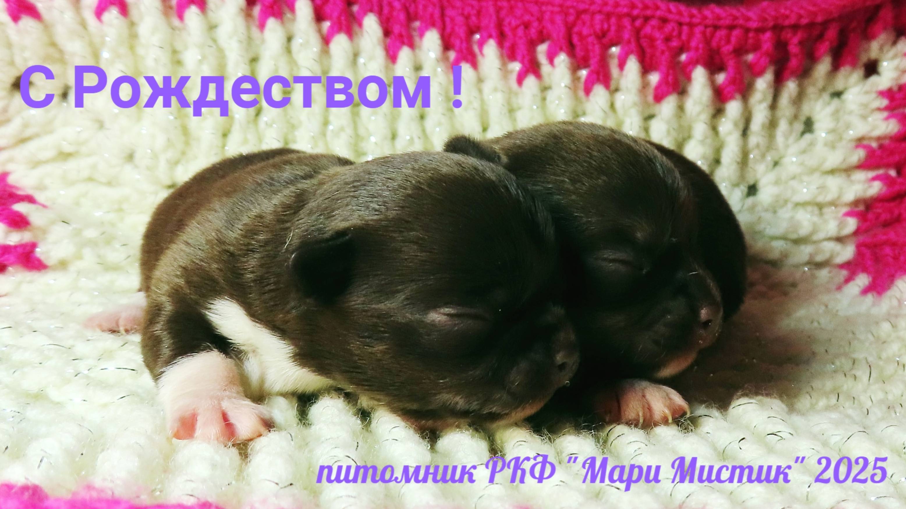 #С_Рождеством_Христовым! Мира и Добра ВСЕМ ! 07.01.25 Растут Харитон и Халиси #chihuahualove