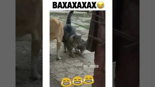 Наглый собака прикол