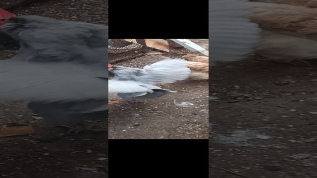 VID_20250106_113642.mp4
