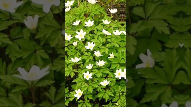 Цветник в тени.mp4