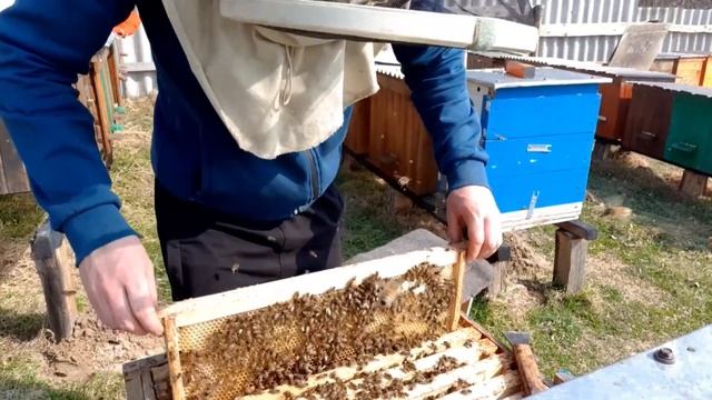 Холода отступили. Ревизия пчелиных семей